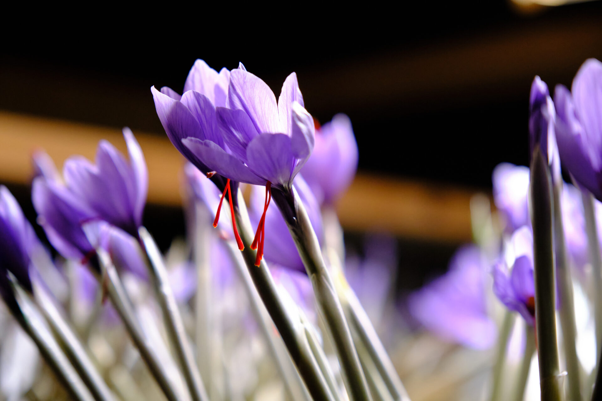 akaitoサフランは11月頃に室の中で開花します
