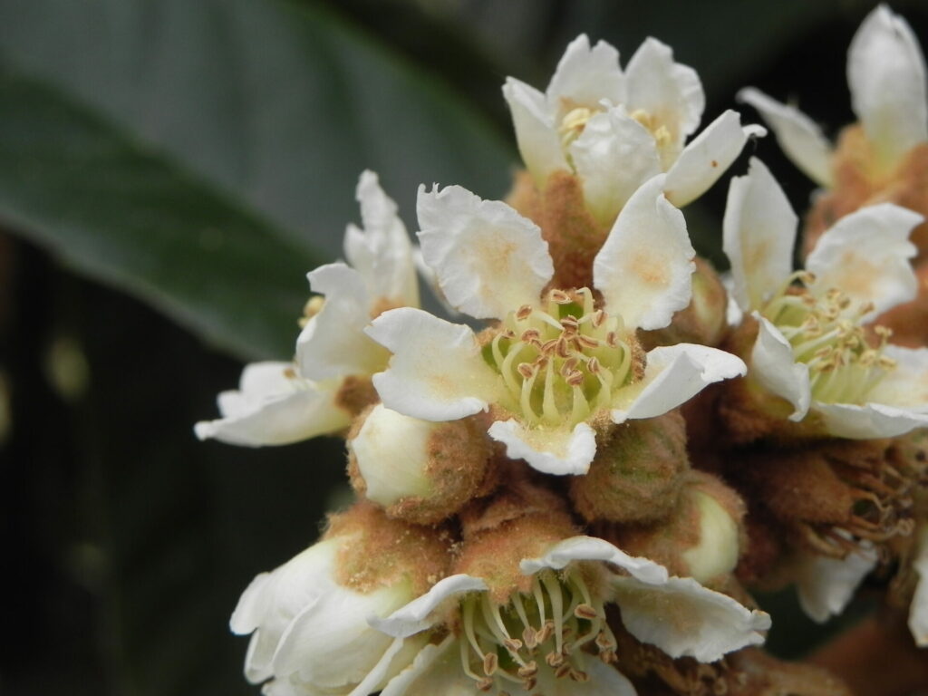 12月に咲く甘い香りの枇杷の花