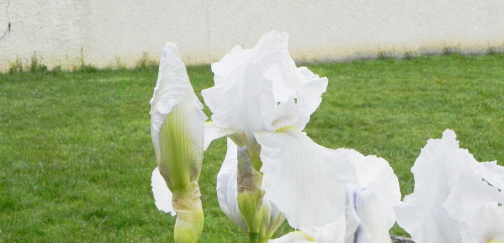 ニオイアヤメと呼ばれる、白花のイリスはフローレンス産のIris florentina