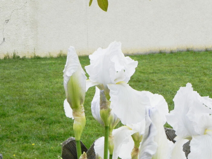 ニオイアヤメと呼ばれる、白花のイリスはフローレンス産のIris florentina