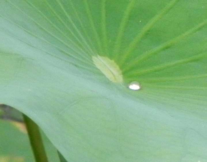 蓮の葉は撥水性があり、水滴が珠になる