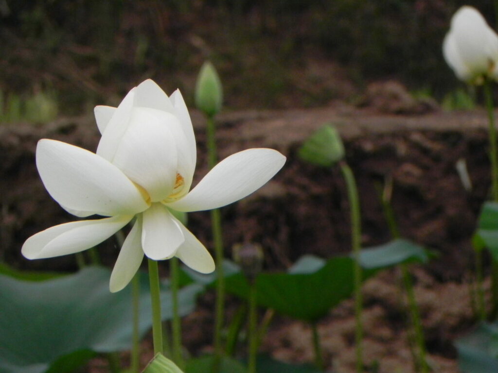 佐原水郷植物園の白い蓮の花