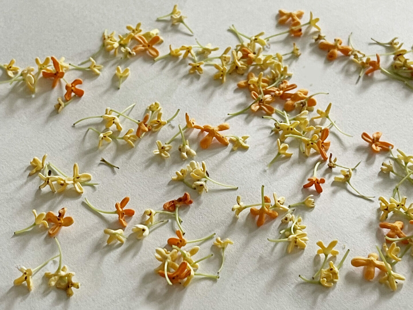 金木犀の香りの秘密：香料と日本文化に根付く魅力 - parfum-satori.com