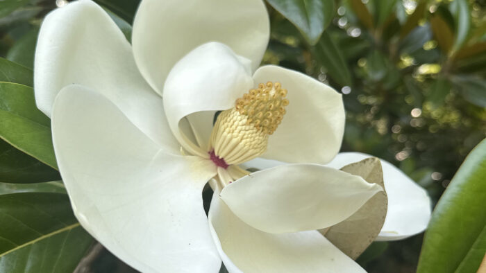 タイサンボク、ｄ泰山木の大きな白い花