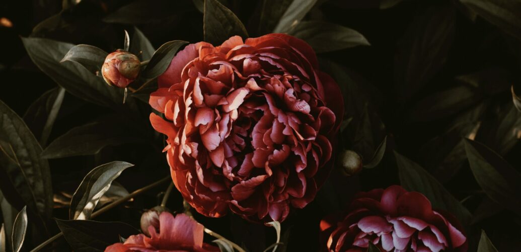 牡丹の華が象徴する富貴と死生の美を辿り、中国から日本へと受け継がれた花の表象を香りの中に見る。