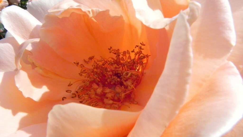 淡いアプリコットオレンジのジャストジョーイ。南仏の 薔薇の香り を象徴する花。