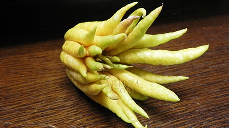 仏手柑（ブッシュカン）の実。指のように分かれた果皮が手の形に見える柑橘