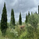 グラースの香料植物園に立つ糸杉と、初夏の曇り空の風景