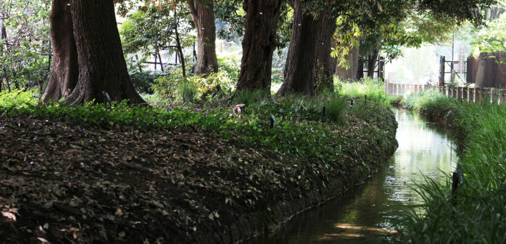 A quiet waterway in Shinjuku Gyoen, evoking a calm place for encountering scent