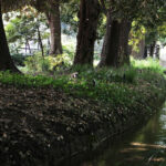 A quiet waterway in Shinjuku Gyoen, evoking a calm place for encountering scent