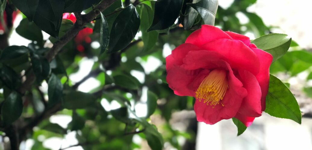 真紅の侘助椿が一輪、静かに咲く姿。日本的な簡素美と内に秘めた強さを感じさせる花