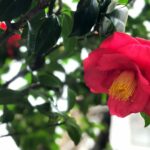 真紅の侘助椿が一輪、静かに咲く姿。日本的な簡素美と内に秘めた強さを感じさせる花