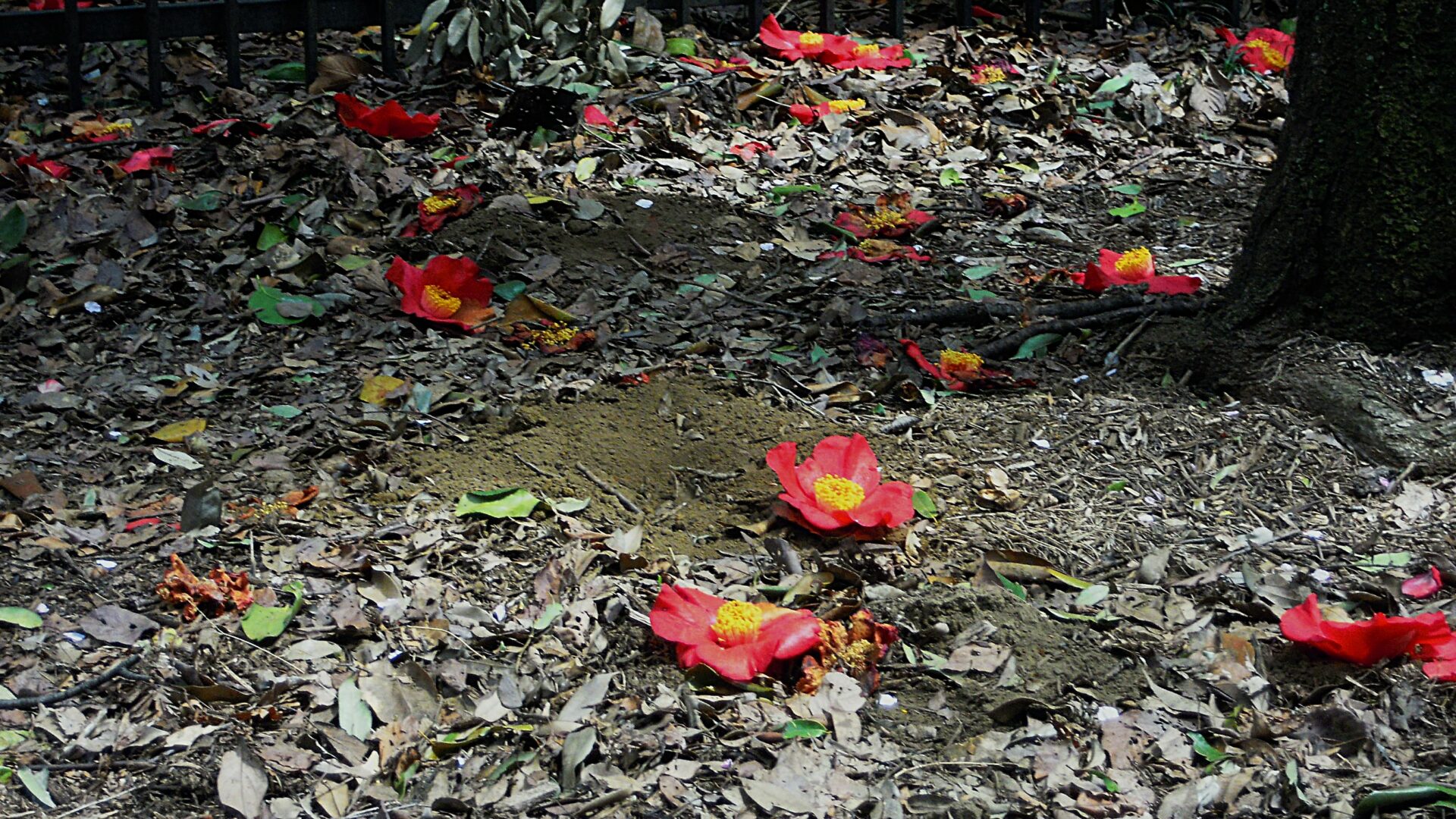 地面に落ちた椿の花が点在し、季節の移ろいと儚さを感じさせる日本の庭の風景 