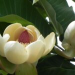 朴（ホオ）の木の巨大な花のクローズアップ（ HANAHIRAKU－ハナヒラク－ の着想