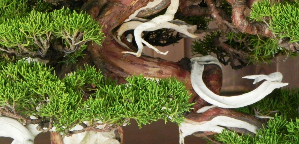 明治神宮で展示されていた 松の盆栽 の一部。ジンシャリ（神舎利）と呼ばれる白く露出した幹と、丁寧に整えられた松葉が対比的に写っている。