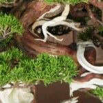 明治神宮で展示されていた 松の盆栽 の一部。ジンシャリ（神舎利）と呼ばれる白く露出した幹と、丁寧に整えられた松葉が対比的に写っている。