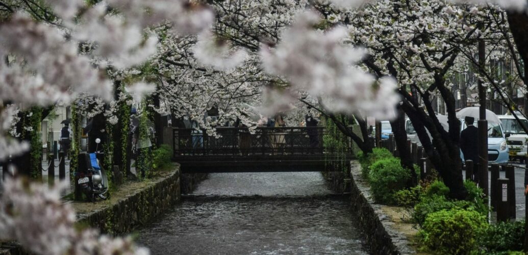 川沿いに満開の桜が広がる春の風景と淡いピンクの花びら
