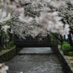 川沿いに満開の桜が広がる春の風景と淡いピンクの花びら