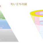 左に トップ・ミドル・ラストノート のピラミッド図、右にレモン・ローズ・ムスクが重なりながら香り変化する模式図