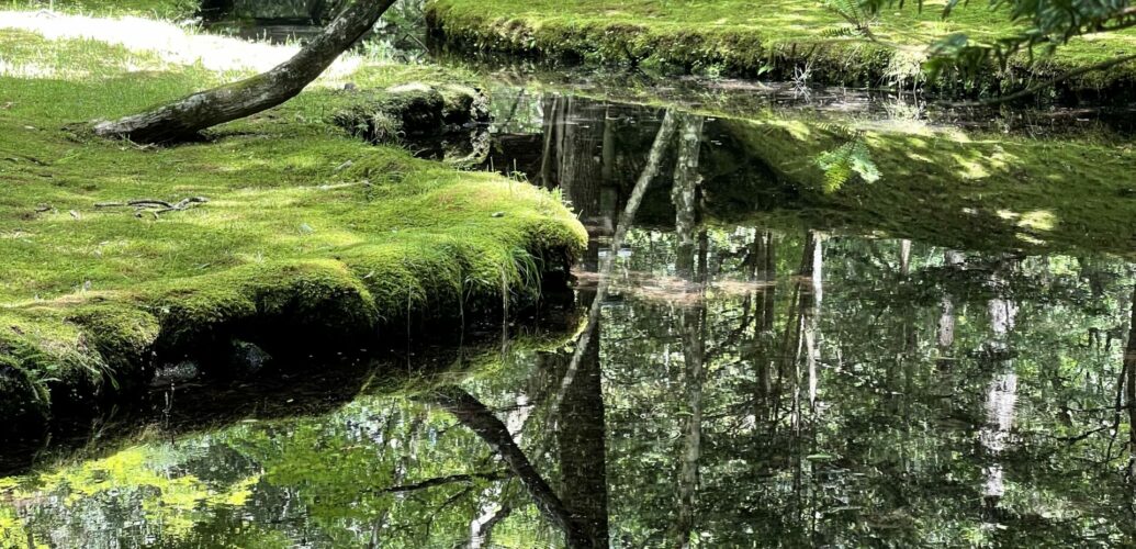 苔と水辺に光が差し込む、 日本の庭の風景から、余白のある 夏の香り