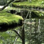苔と水辺に光が差し込む、 日本の庭の風景から、余白のある 夏の香り