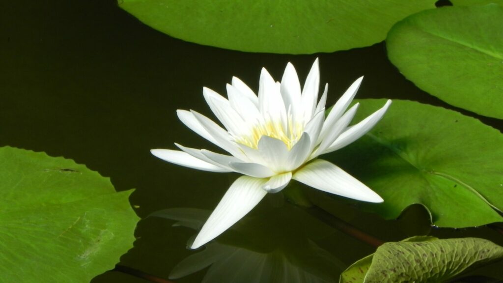 水面に浮かぶ白い睡蓮の花と葉 