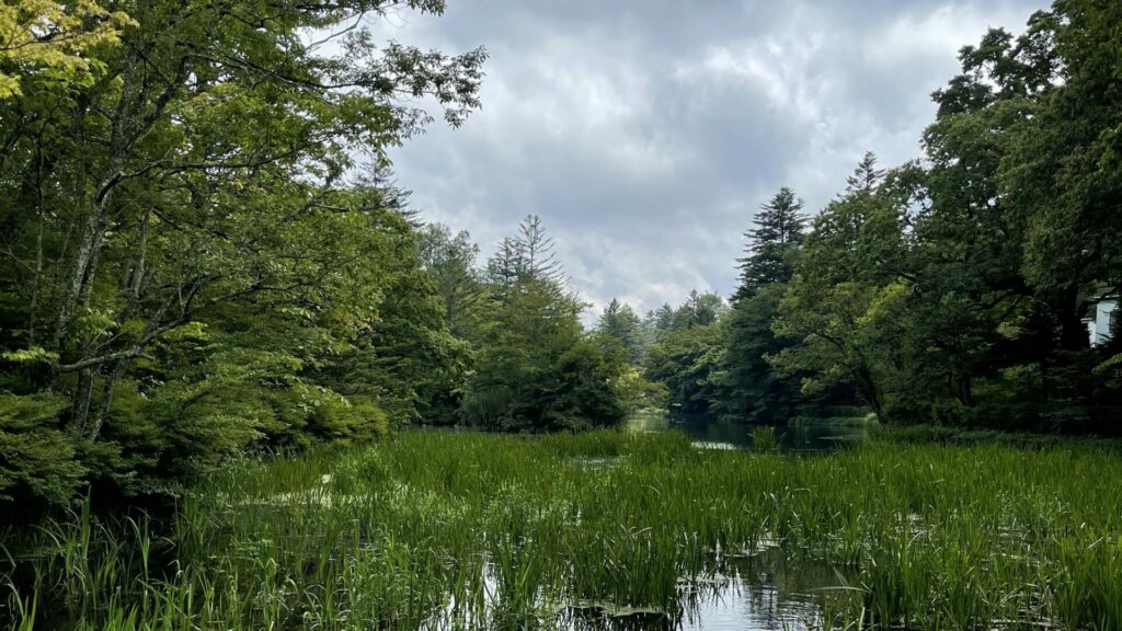 曇り空の下、湿度の高い池と草が広がる夏の風景。 夏の香水 