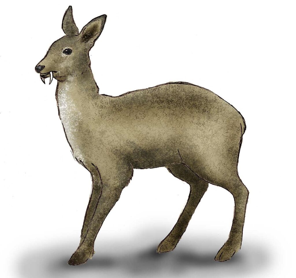 麝香鹿のイラスト（ 天然ムスク の原料となる動物）