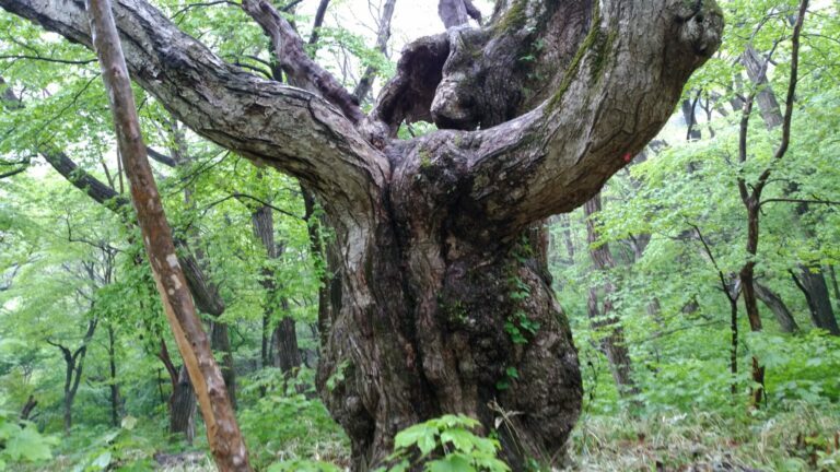 A powerful, weathered ancient Mizunara oak tree standing in a green forest, showcasing its thick, rugged trunk and enduring presence.