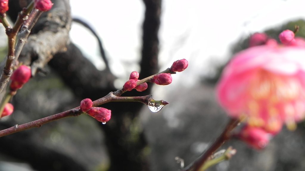 雨粒をまとい、ほころび始めた紅梅のつぼみ