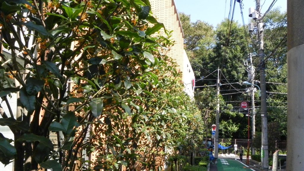 金木犀 の咲く街角