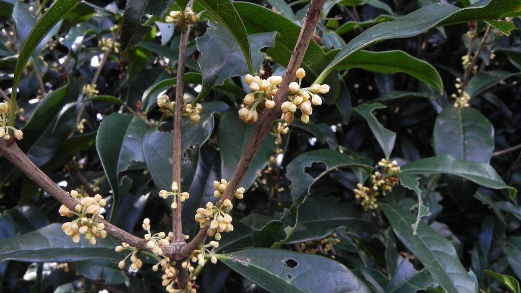 A close-up of small, tightly clustered light-colored kinmokusei flower buds emerging along a woody branch.