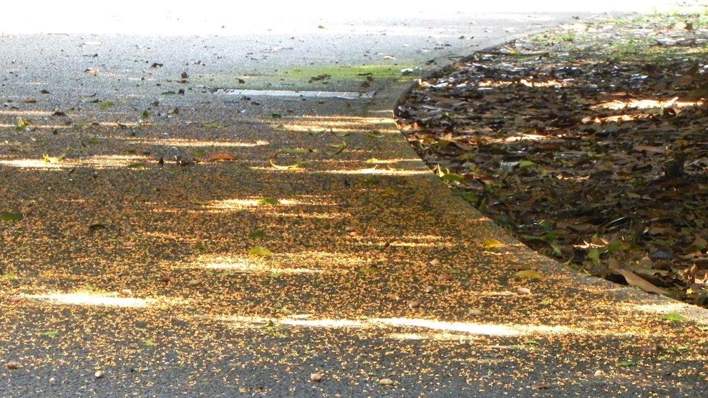 A paved path or road surface thickly scattered with fallen orange kinmokusei blossoms, resembling a vibrant carpet.