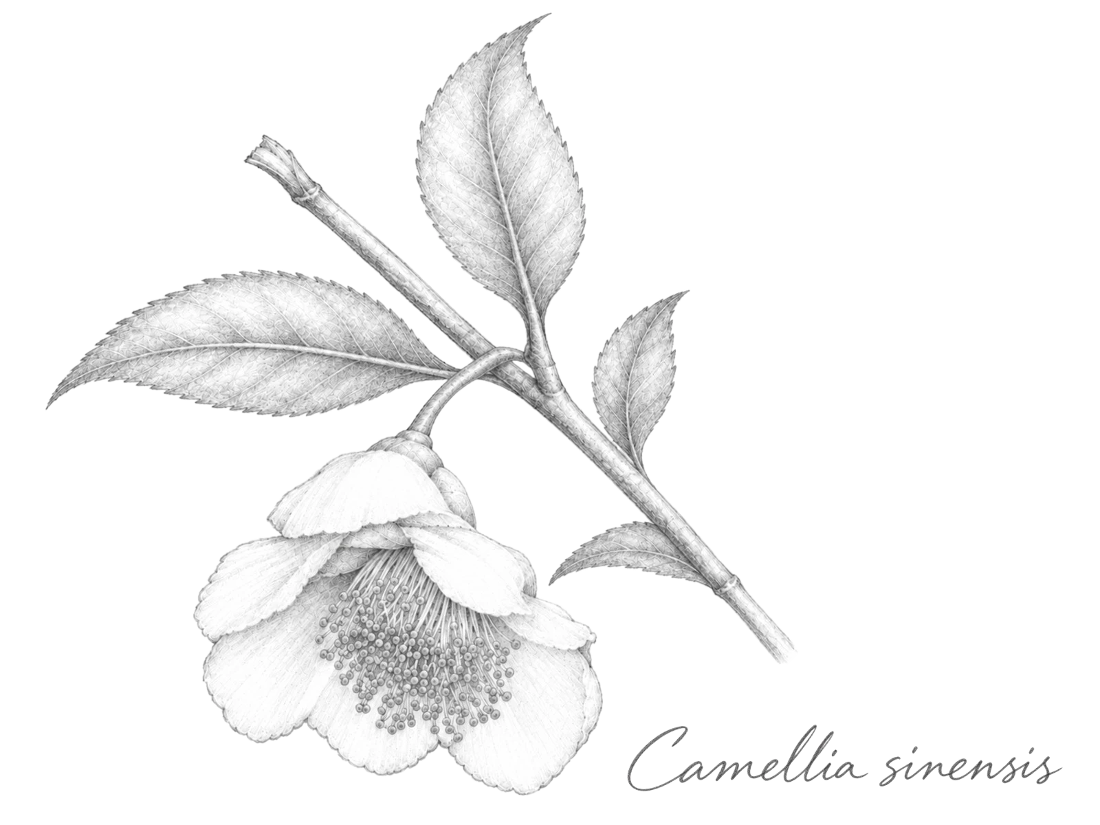 茶の花と葉のイラスト