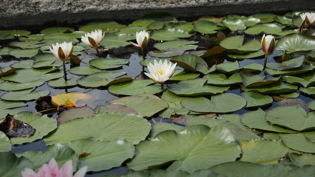 水面に広がる緑の葉の間に、白い睡蓮の花が咲く風景