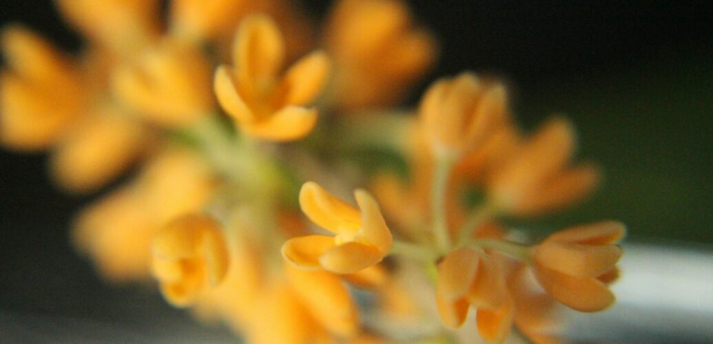 柔らかな光の中に浮かぶ金木犀の花。香水とジェンダーについて考える記事のイメージ写真