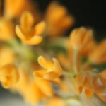 柔らかな光の中に浮かぶ金木犀の花。香水とジェンダーについて考える記事のイメージ写真