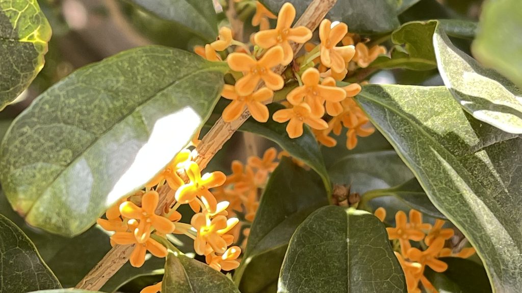 緑の葉と枝の間に咲く、鮮やかなオレンジ色の金木犀の花